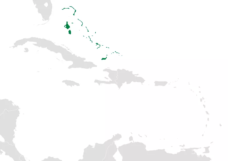 Seltenes Nistverhalten: Urzeitliche Bienen in fossilen Knochen auf Hispaniola entdeckt
